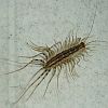 ThumbHouseCentipede