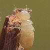 ThumbTermite